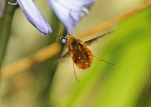Bombylius major